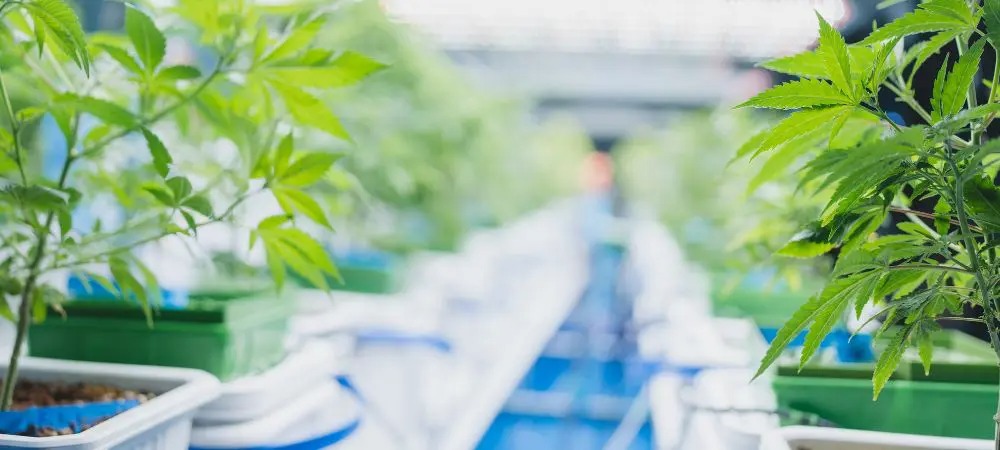 Proyecto HortiBloom - Cultivo interior profesional